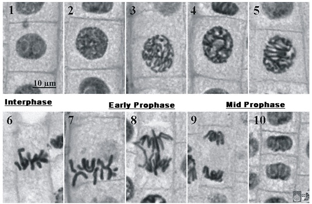 Mitosis